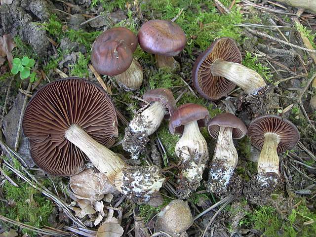 Cortinarius spec. Cod.:2899-07